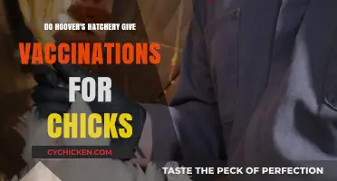 Hoover's Hatchery: Chick Vaccination Services Explained for Poultry Owners