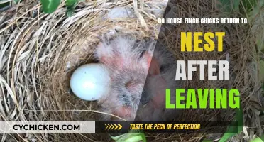 Do House Finches Return Home After Fledging?