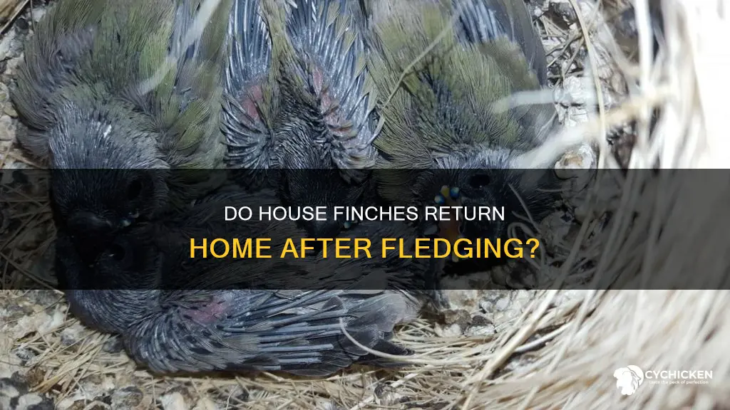 do house finch chicks return to nest after leaving