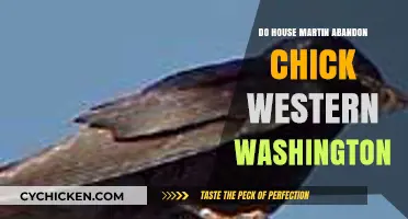 Do House Martins Abandon Chicks in Western Washington?