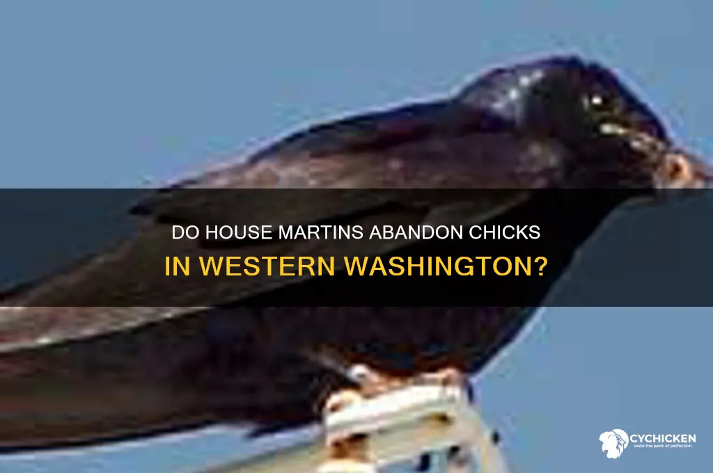 do house martin abandon chick western washington
