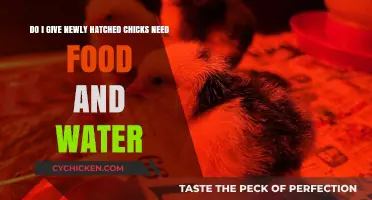 Newly Hatched Chicks: Food and Water Requirements