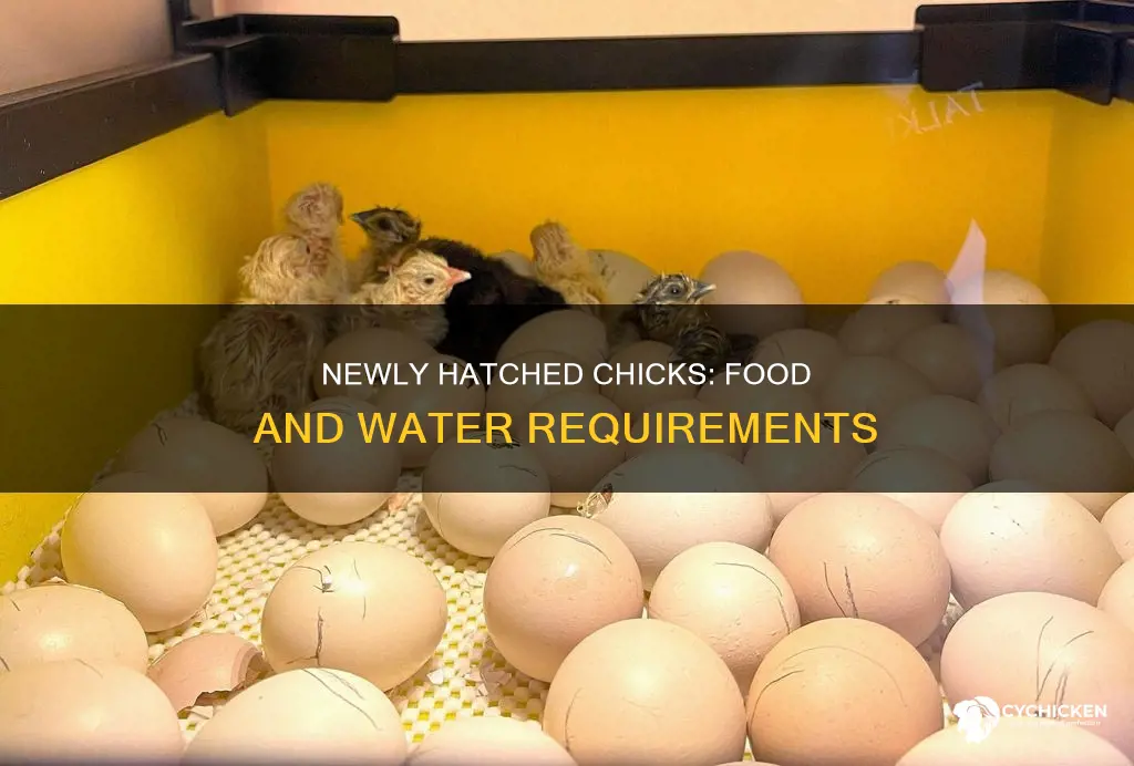 do i give newly hatched chicks need food and water
