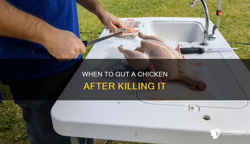 do i gut a chicken emediately after killing it