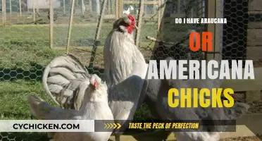 Araucana vs. Americana Chicks: How to Identify Your Feathered Friends