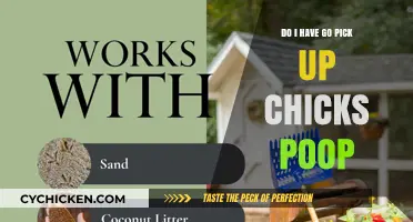 Should You Clean Up After Your Chickens? A Poop Pickup Guide