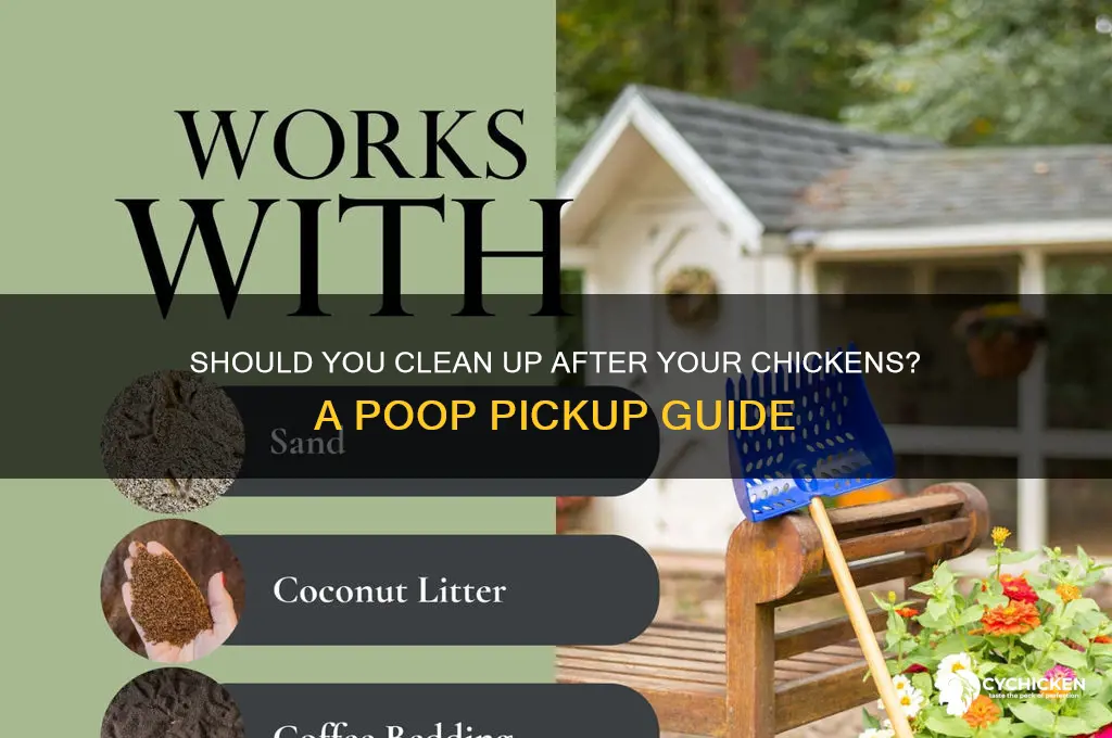 do i have go pick up chicks poop
