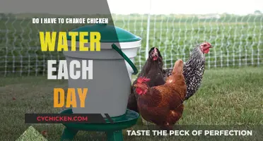 Keep Your Chickens Healthy: Change Their Water Daily