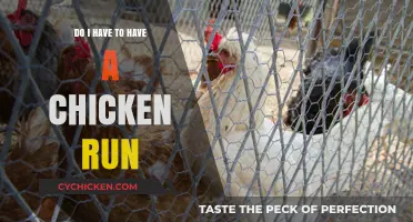 Chicken Run Necessity: Do You Really Need One for Your Flock?