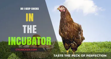Should You Keep Chicks in the Incubator? A Beginner's Guide