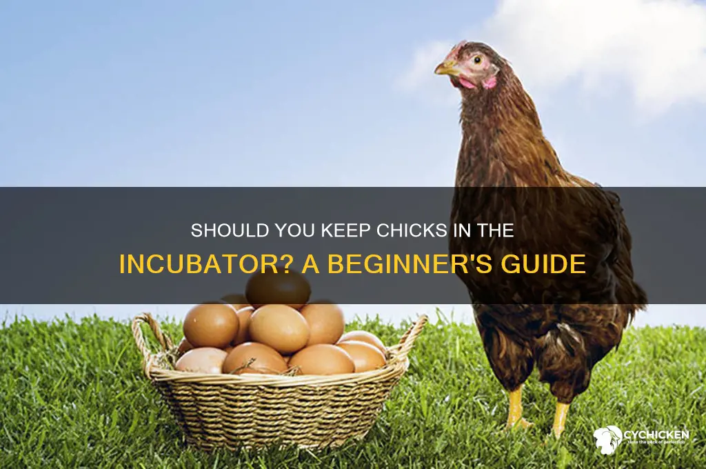 do i keep chicks in the incubator