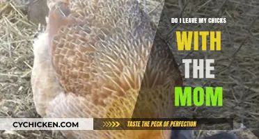 Should You Separate Chicks from Mom? Expert Advice for New Breeders