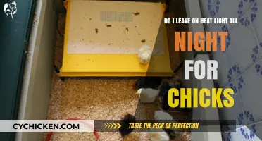 How Long Should Heat Lights Stay On for Chicks?