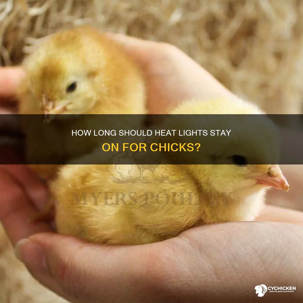 do i leave on heat light all night for chicks
