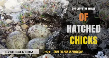Should You Keep or Remove Hatched Chick Shells? A Guide