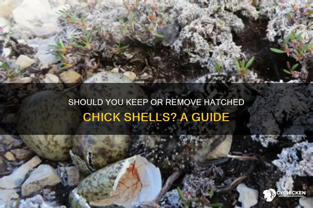 do i leave the shells of hatched chicks