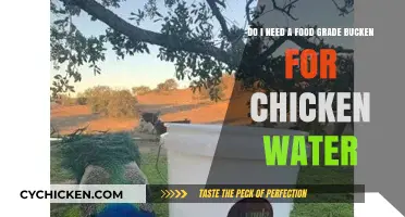 Food-Grade Buckets: Safe Chicken Watering?