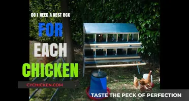 Nest Boxes: One Per Chicken or Shared?
