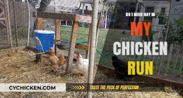Hay in Chicken Runs: Essential or Optional for Happy Hens?