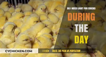 Daytime Lighting: Do Chicks Need It?