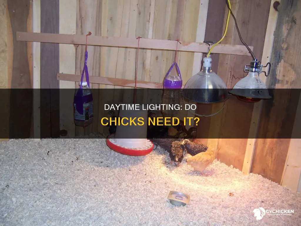 do i need light for chicks during the day