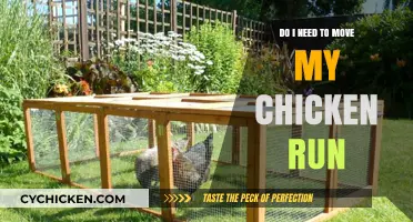 Should You Relocate Your Chicken Run? Key Factors to Consider