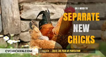 Should You Separate New Chicks? A Guide for Poultry Owners
