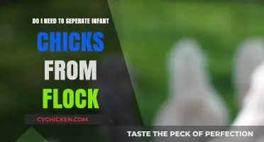Separating Infant Chicks: When and Why to Do It