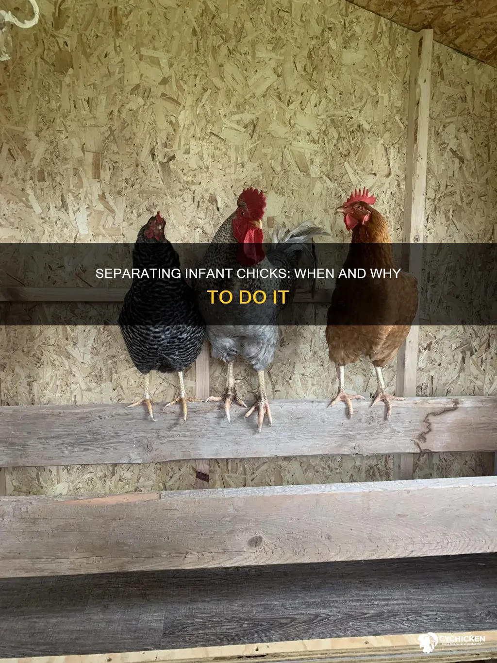 do i need to seperate infant chicks from flock