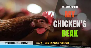Trimming Chicken Beaks: When and Why You Should Do It