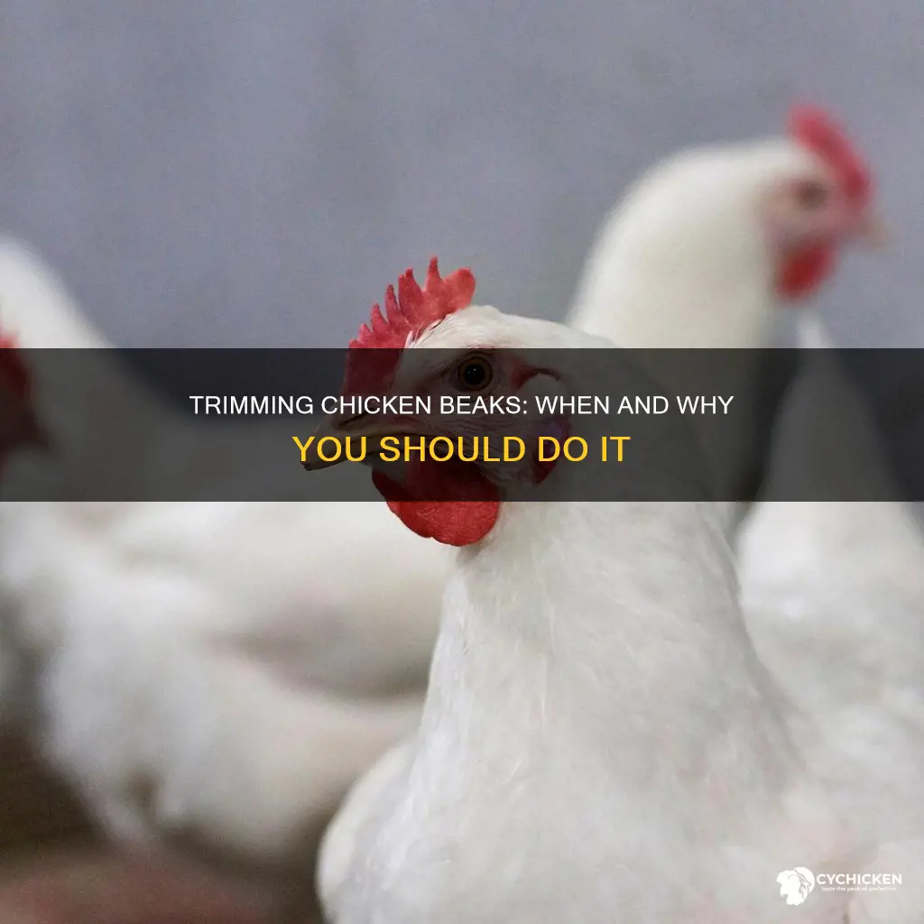 do i need to trim my chicken