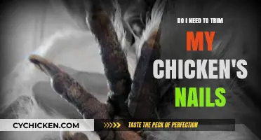 Trimming Chicken Nails: When and How to Do It Right
