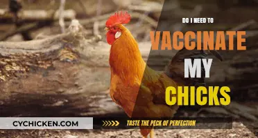 Should You Vaccinate Your Chicks? Essential Poultry Health Guide
