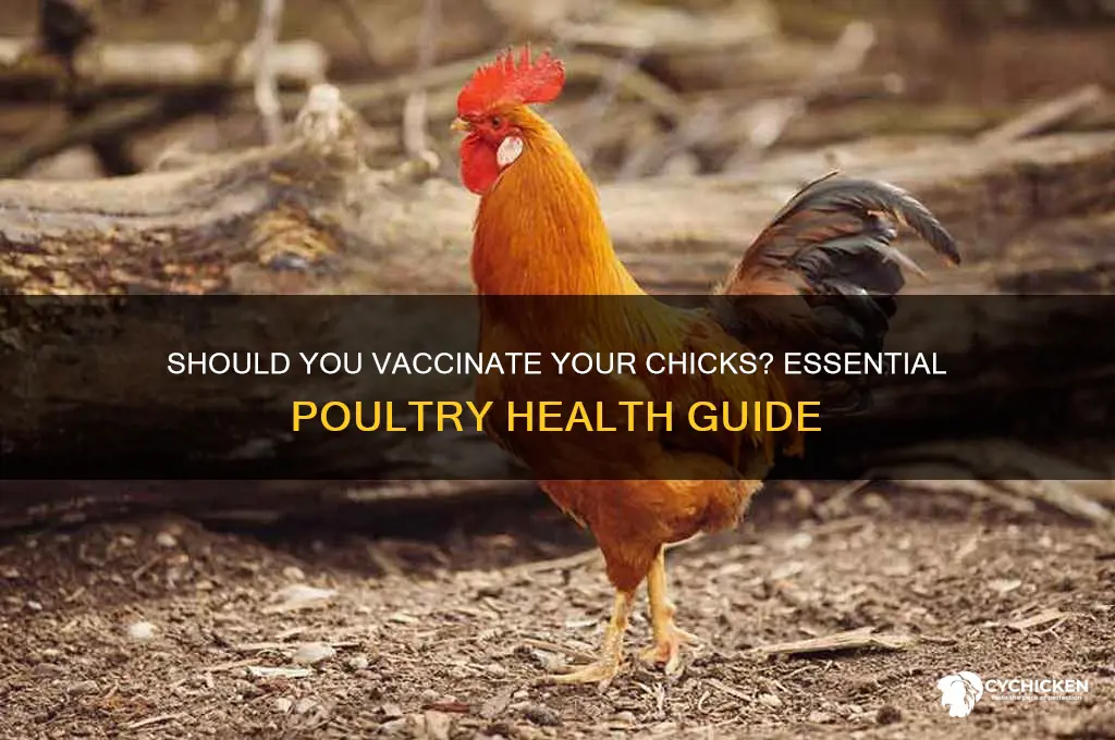 do i need to vaccinate my chicks