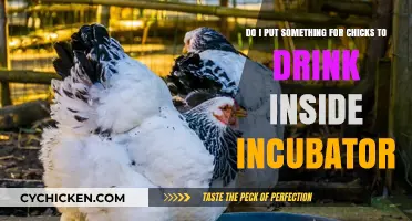Hydration for Hatching: Drinks Inside Incubator?