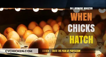Should You Remove the Rooster After Chicks Hatch? Expert Advice