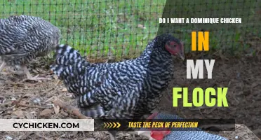 Why You Need a Dominique Chicken in Your Flock
