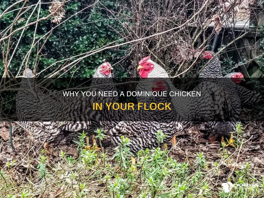 do i want a dominique chicken in my flock
