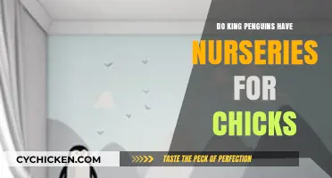 King Penguin Chick Nurseries: Fact or Fiction? Exploring Colony Care