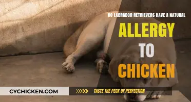 Labrador Chicken Allergies: Are They Natural?