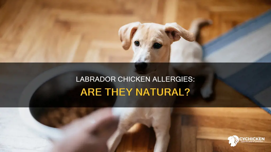do labrador retrievers have a natural allergy to chicken
