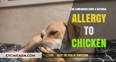 Are Labradors Naturally Allergic to Chicken? Uncovering the Truth