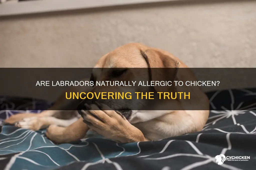 do labradors have a natural allergy to chicken