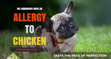 Can Labradors Be Allergic to Chicken? Understanding Canine Food Sensitivities