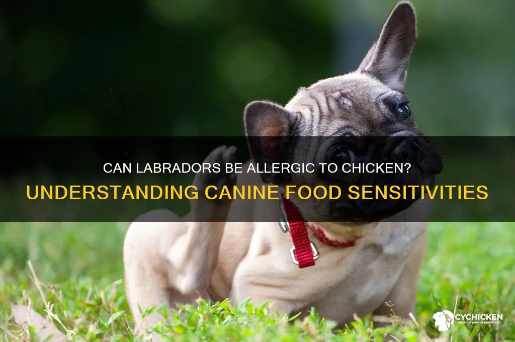 do labradors have an allergy to chicken