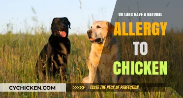 Do Labs Naturally Develop Chicken Allergies? Uncovering the Truth