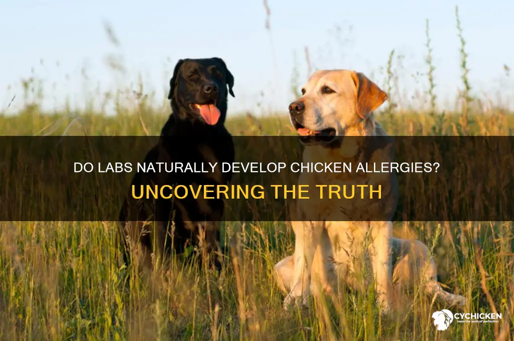 do labs have a natural allergy to chicken