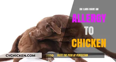 Can Labs Eat Chicken? Uncovering Allergy Concerns in Labrador Retrievers