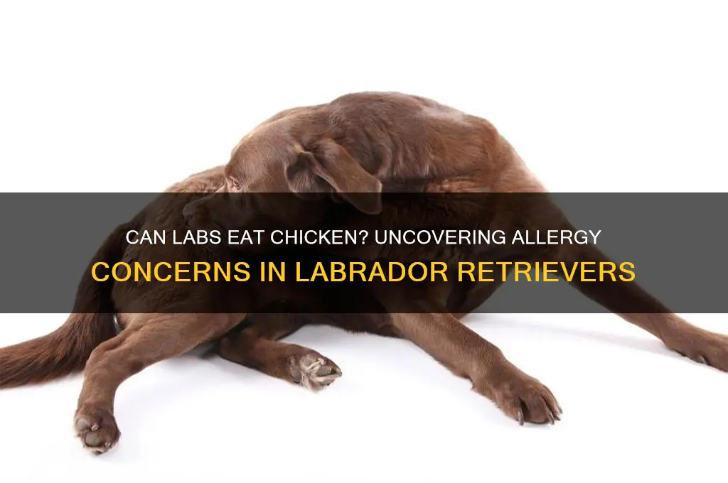 do labs have an allergy to chicken