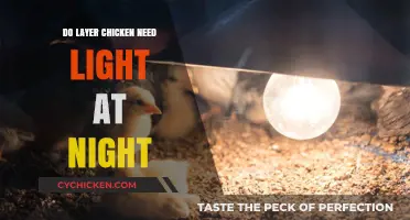 Should Layer Chickens Have Night Lights? Expert Insights and Tips